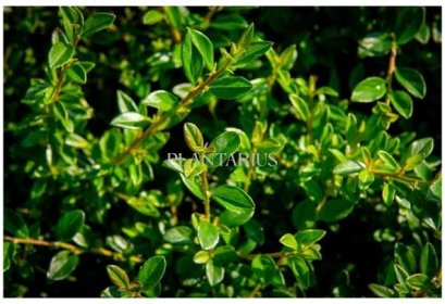 Skalník 'Little Beauty' / Cotoneaster x suecicus 'Little Beauty' - Plantarius