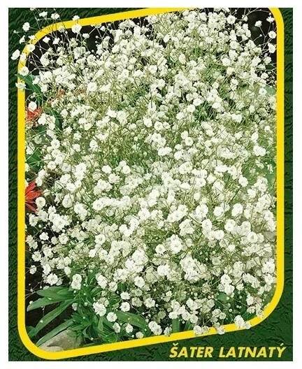 semena, Gypsophila paniculata, trvalka, řez, sušení, semo