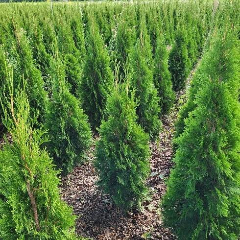 Thuja occ. Smaragd 90 – 100 cm - Zahradnictví Munzar