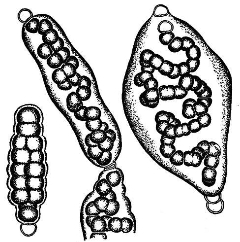 Ekhöfts Prokaryoten – Ekhöft