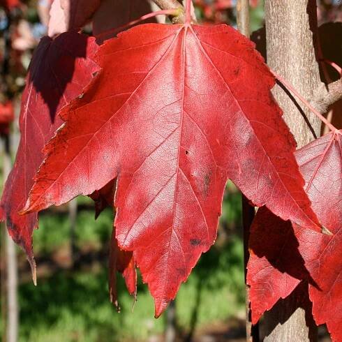Red Sunset Maple
