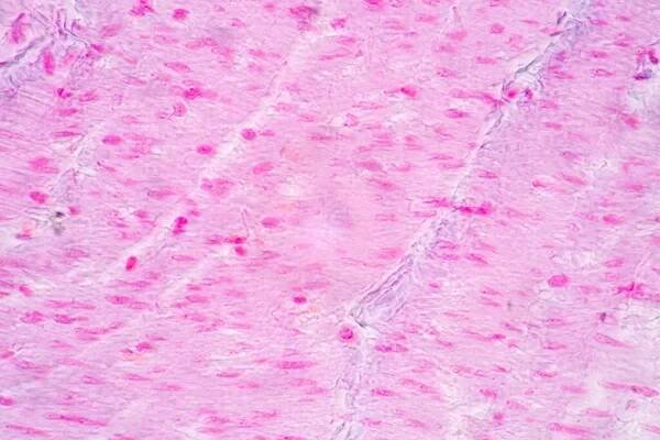 Východiska charakteristik Tkáň žaludku Člověk, tenké střevo Člověk, slinivka Lidské a tlusté střevo Člověk pod mikroskopem v laboratoři. — Stock obrázek