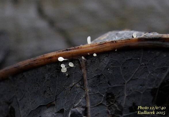 Paluška štětinonohá - Typhula setipes - Kudluv fotoatlas hubKudluv fotoatlas hub