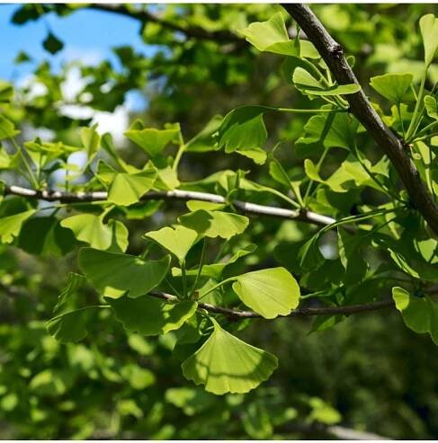 Jinan dvoulaločný - Ginkgo Biloba - semena jinanu - 2 ks