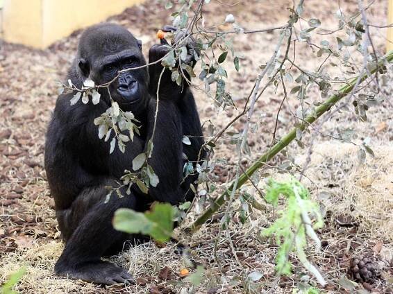 OBRAZEM: Gorilí skupinu v pražské zoo doplní samice Duni, dcera slavné Moji