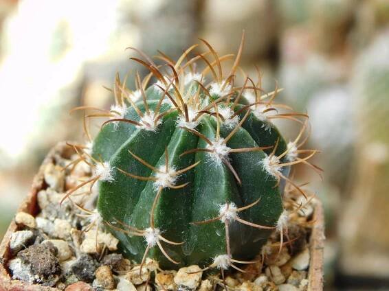 Kaktusy/Sukulenty: Melocactus matanzanus