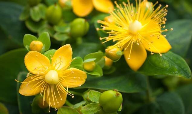 Johanniskraut Hypericum