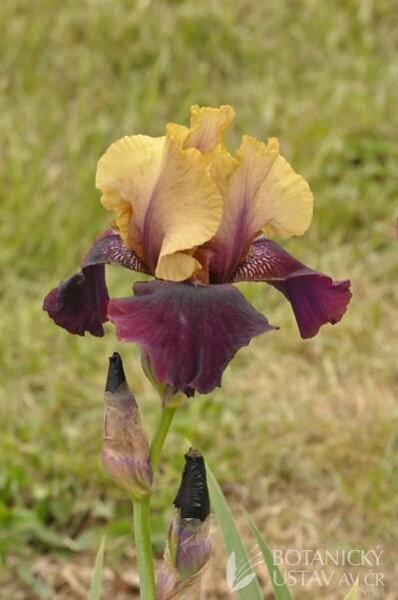Iris barbata elatior Soft Jazz (36) | HORTIFOTO | Autoři | iBotky.cz