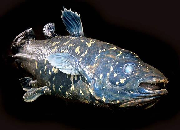 World’s oldest fish was presumed extinct for 60 million years before being rediscovered