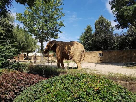 Fotografie - Zoo Dvůr Králové - 30.07.2018