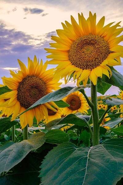 the sunflowers are blooming in the field