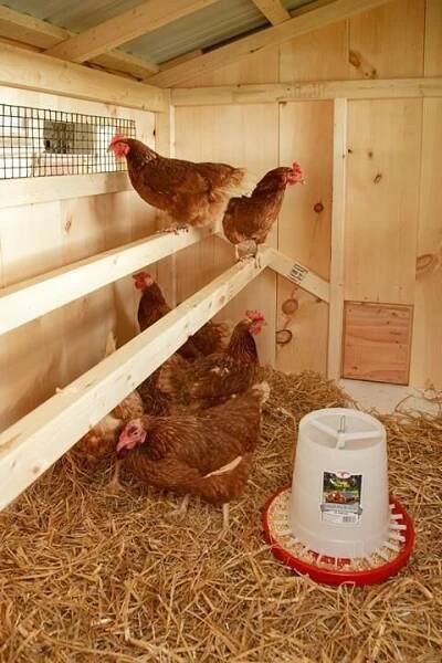 three chickens in a chicken coop with hay on the floor and one is eating from a food dispenser