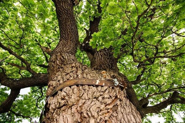Strom roku: jižní Morava bere bronz, brněnský smrk ztepilý zaujal svou velikostí