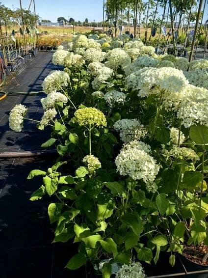 Hydrangea arborescens – Hortenzie stromovitá ANNABELLE
