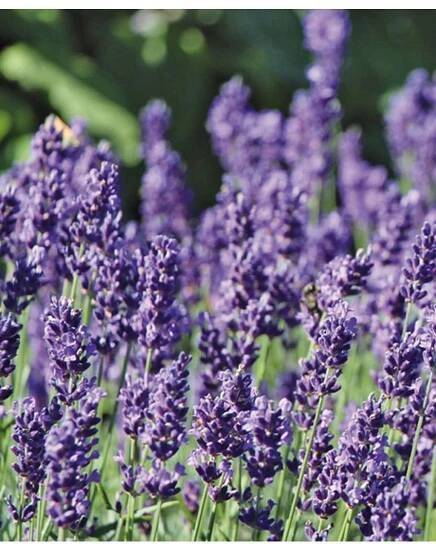 Lavandula angustifolia HIDCOTE COMPACT BLUE - levandule úzkolistá - Lukon Glads s.r.o.
