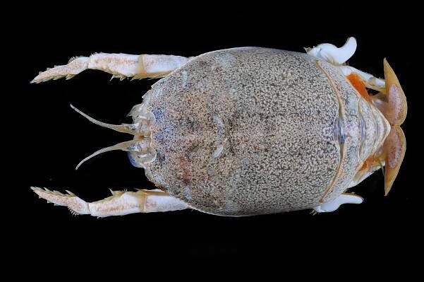 File:Hippidae (MNHN-IU-2010-5238).jpeg