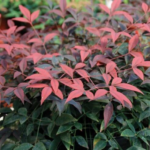 Flirt Nandina