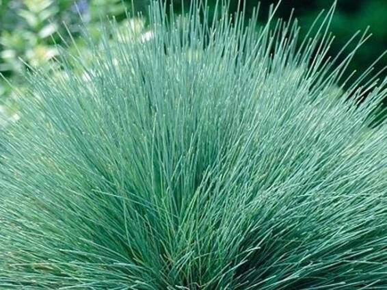 Paličkovec šedavý 'Spiky Blue' - Corynephorus canescens 'Spiky Blue' - Zahradnictví Spomyšl