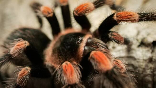 Tarantula & Invertebrate Care Guides — The Tarantula Collective