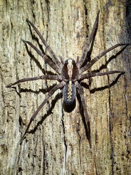 Pavouk, Tropický, Tarantule, Pavoukovec