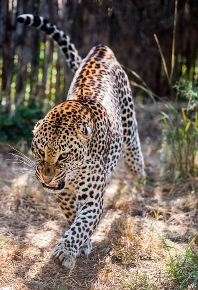 Wildlife. Just Me