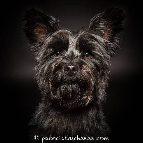 dog portrait | 