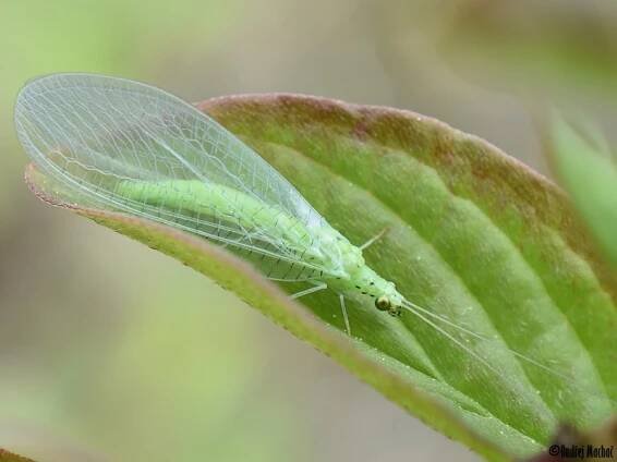 Pseudomallada prasinus - zlatoočka tečkovaná | Chrysopidae - zlatoočkovití | Natura Bohemica