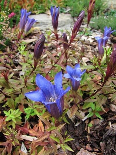 Gentiana scabra