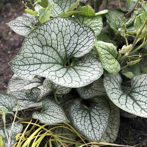Order Brunnera Perennials Online