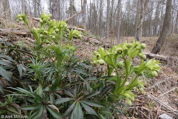 Helleborus foetidus – čemeřice smrdutá • Pladias: Databáze české flóry a vegetace