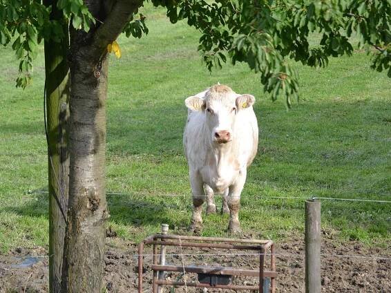 Tradiční Svatováclavská dražba beranů a farmářské trhy na Kozí farmě Pěnčín lákají díky doprovodnému programu množství lidí.