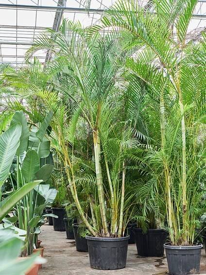 Dypsis (Areca) lutescens - Kvety VICTOR