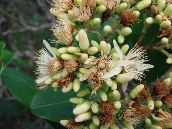 Soubor:Vantanea obovata — João de Deus Medeiros 002.jpg