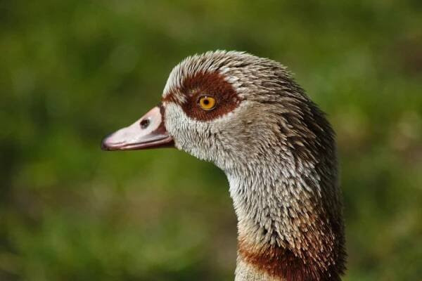 Grey Goose Bird