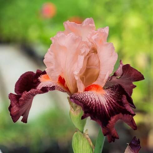 Iris germanica ́Cimarron Strip ́