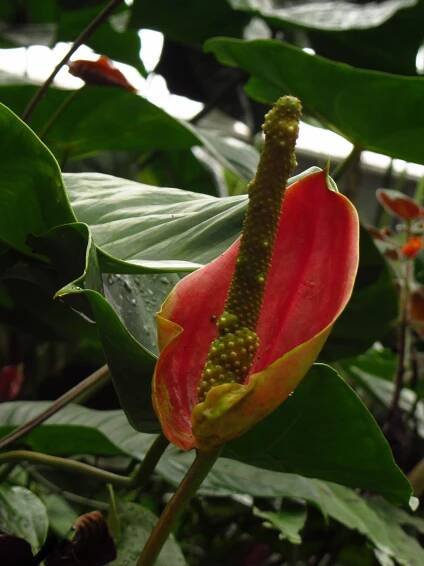 Soubor:Anturie IMG 0031.JPG – Wikipedie