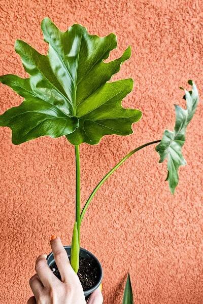 Philodendron xanadu