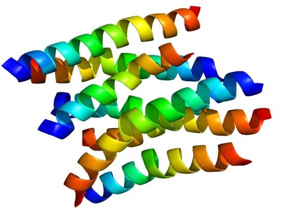 Neuropeptide Y receptor Y1 - Wikipedia