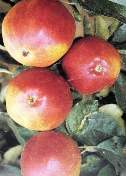 Jabloň zimní 'Matčino'