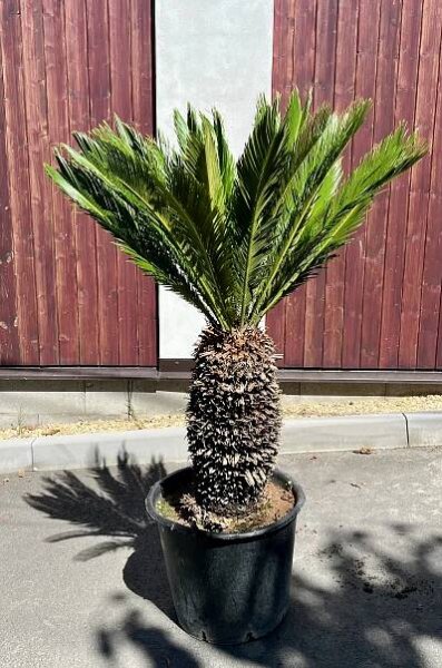 Cycas revoluta-11, cca 130 cm