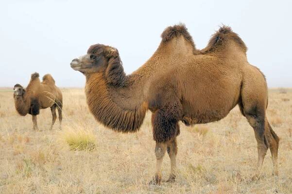 Bactrian camel