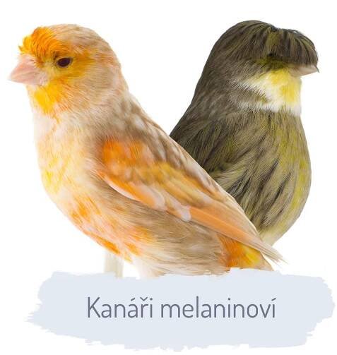 kanari-melaninovi