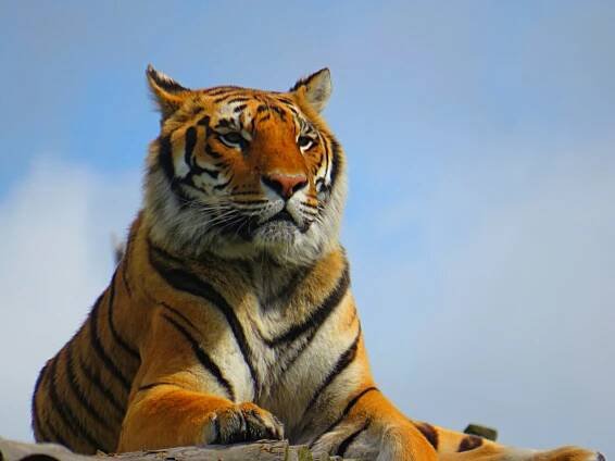 When does the Tiger year 2022 start? - Laurent Langlais