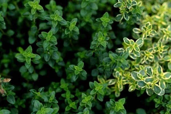Culinary Herbs as Ground Cover | GardenersPath.com