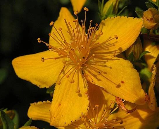 Soubor:Hypericum-perforatum-250605-1.jpg – Wikipedie