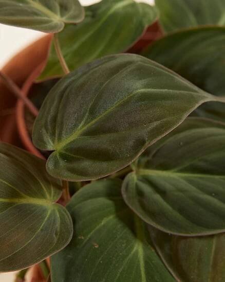 Philodendron Heartleaf Scandens Micans