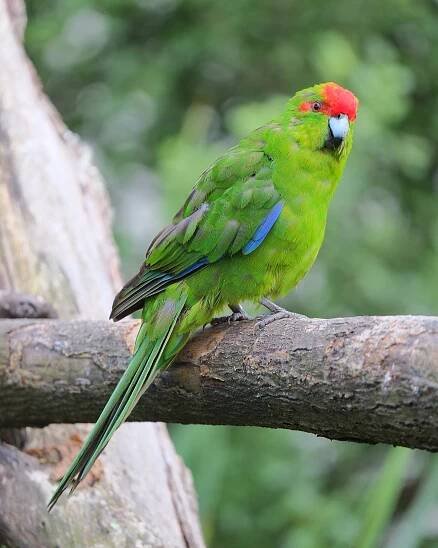 Kākāriki