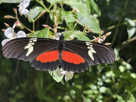 Butterflies and Moths of Guatemala | Butterflies and Moths of North America