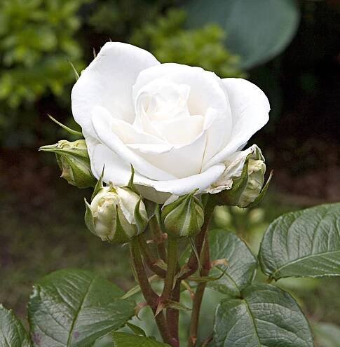'Maria Shriver' rose