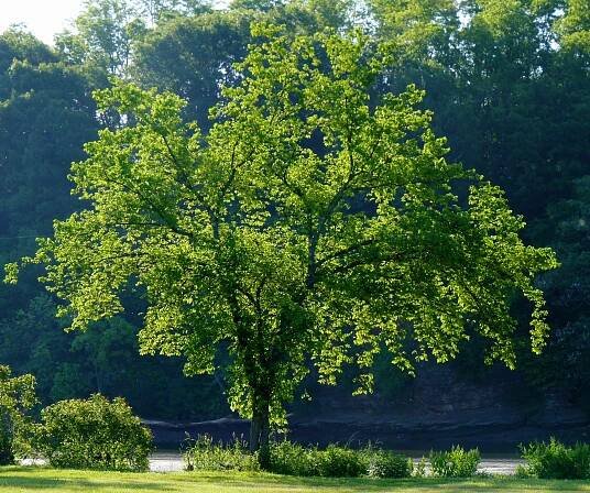 The American Elm Makes A Comeback